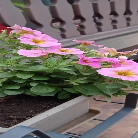 In Alsace Near Haut-koenigsbourg Apartment *